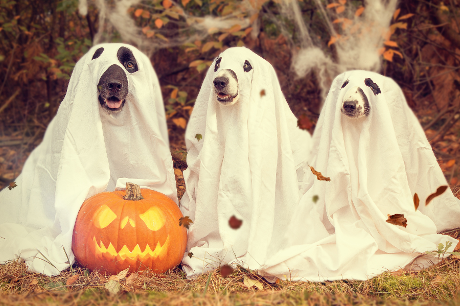 Halloween Facebook contests ideas
